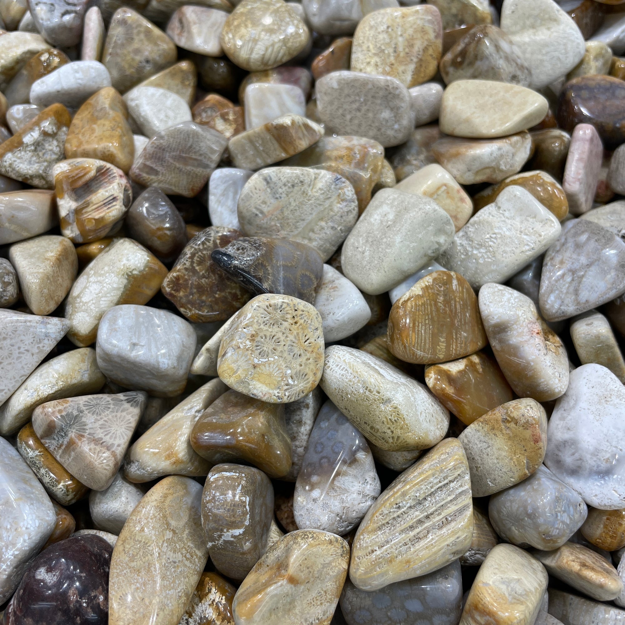 Fossilized Coral Tumblestone