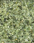 Prehnite Agate Chips