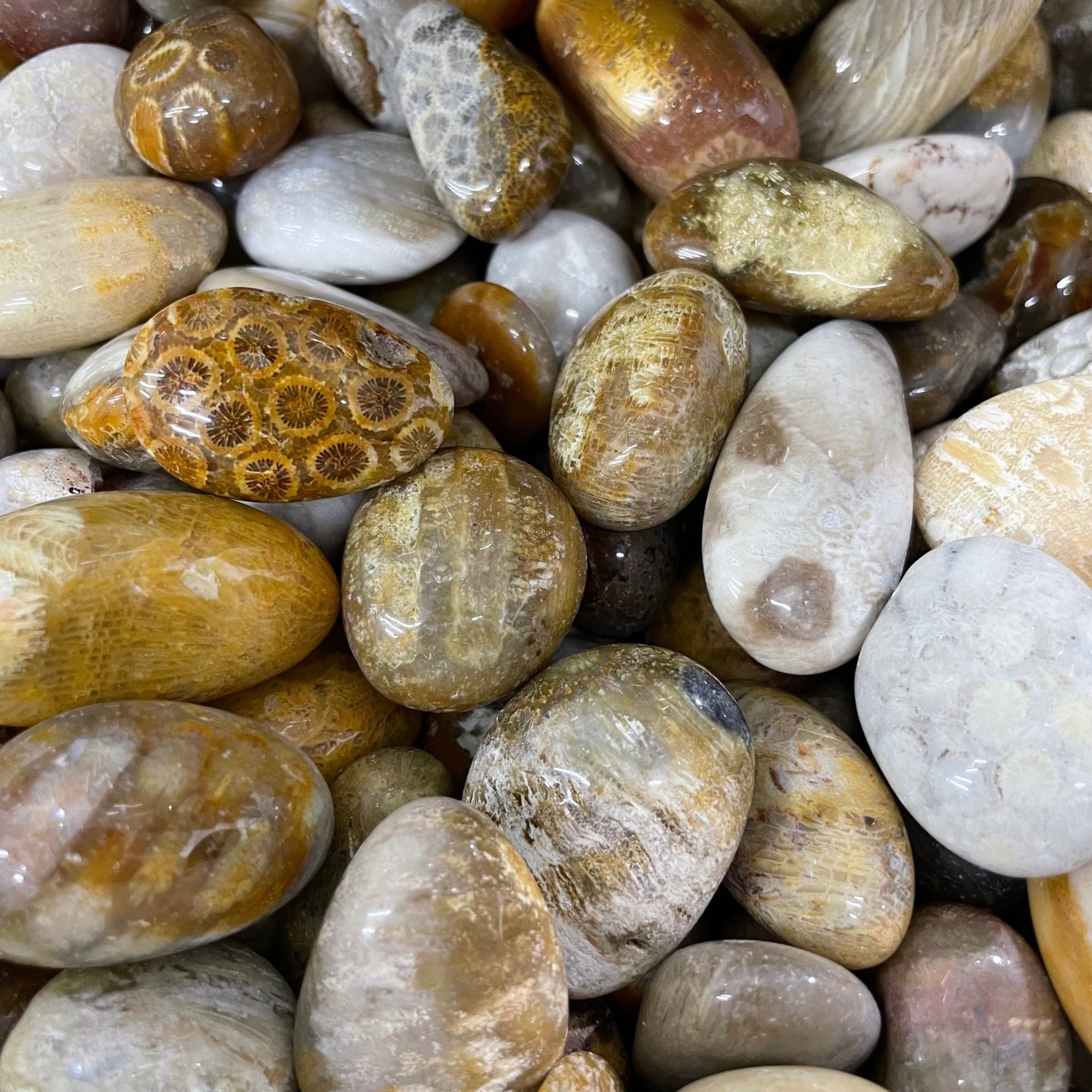 Fossilized Coral Tumblestone - RockZ Sourcing Hub