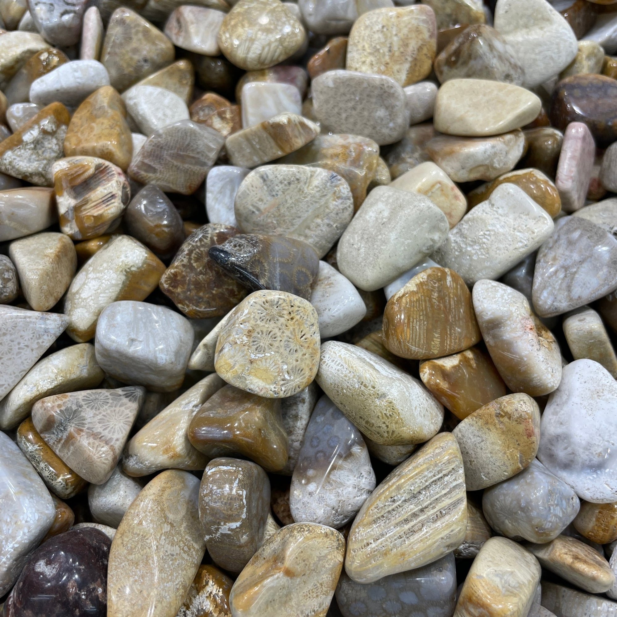 Fossilized Coral Tumblestone - RockZ Sourcing Hub