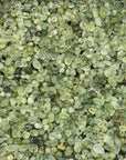 Prehnite Agate Chips/Nuggets - RockZ Sourcing Hub